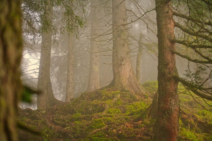 Scopri di più sull'articolo La giornata internazionale delle foreste