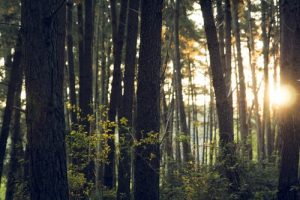 Scopri di più sull'articolo La giornata internazionale delle foreste