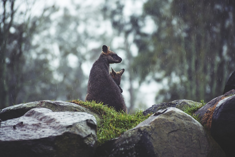 Scopri di più sull'articolo In Australia è arrivata la pioggia