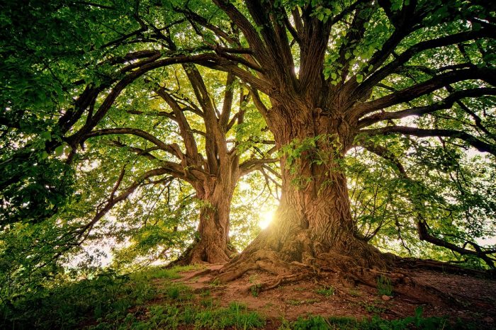 Scopri di più sull'articolo Oggi, la Giornata Mondiale dell’Ambiente