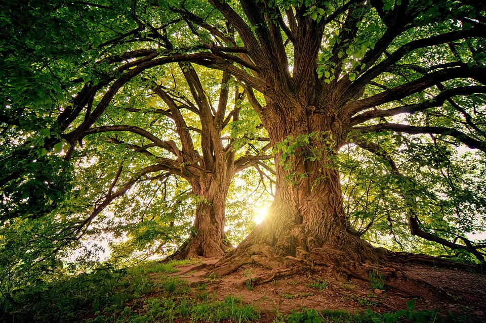 Scopri di più sull'articolo Oggi, la Giornata Mondiale dell’Ambiente