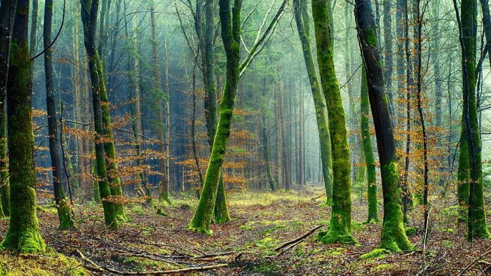 Scopri di più sull'articolo Cosa ognuno di noi può fare ogni giorno per salvaguardare l’ambiente