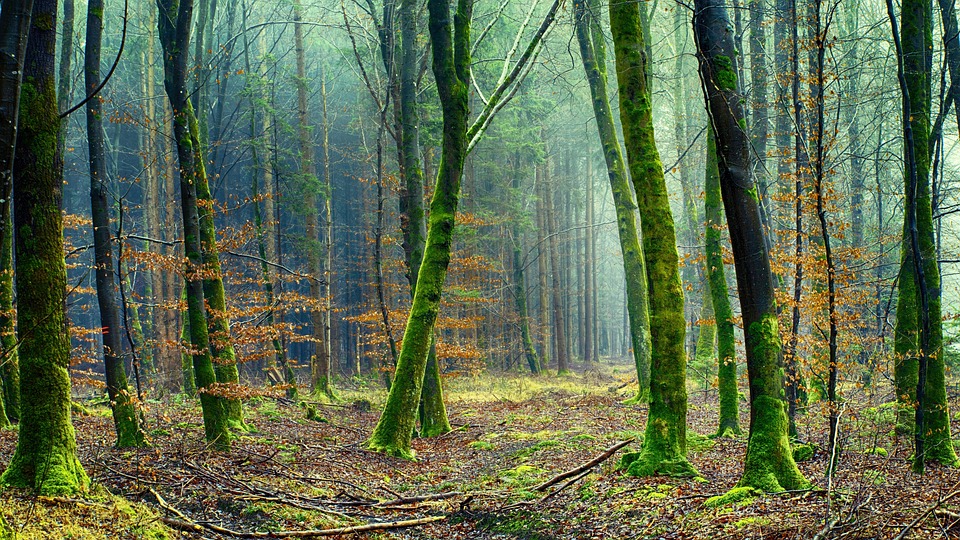 Scopri di più sull'articolo Cosa ognuno di noi può fare ogni giorno per salvaguardare l’ambiente