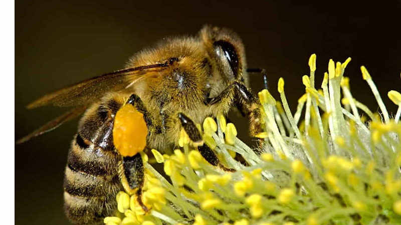 Proteggere le api piantando i fiori giusti