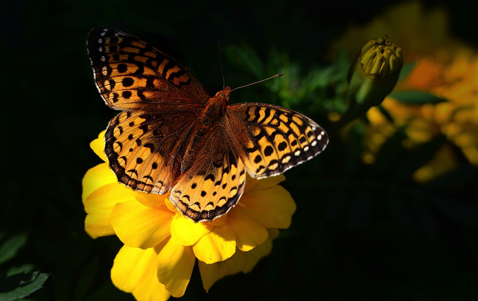 Scopri di più sull'articolo Oggi è la giornata della biodiversità