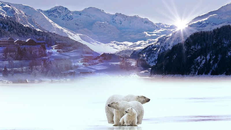 Il 27 febbraio è la giornata internazionale dell’orso polare