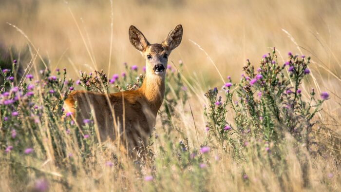 Scopri di più sull'articolo 3 marzo, giornata mondiale della fauna selvatica