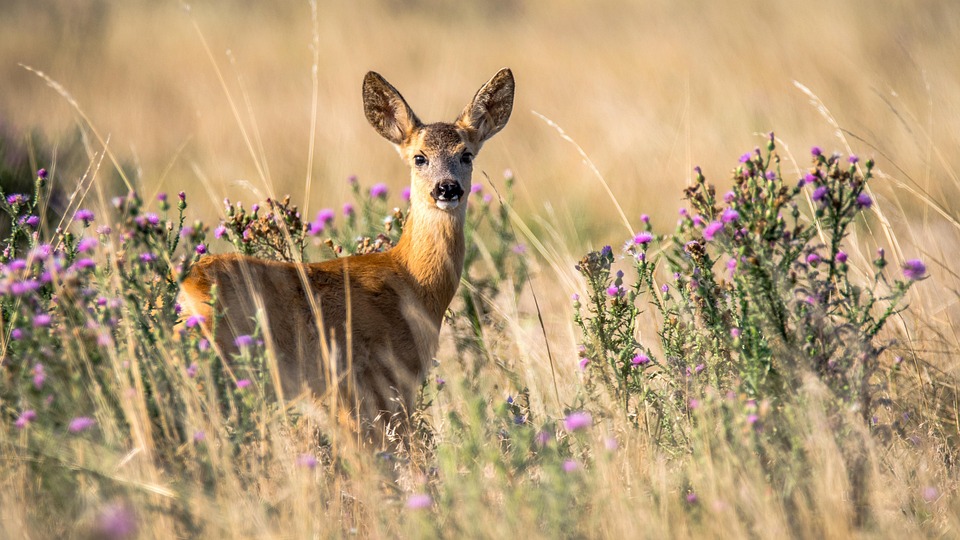 La giornata mondiale della fauna selvatica