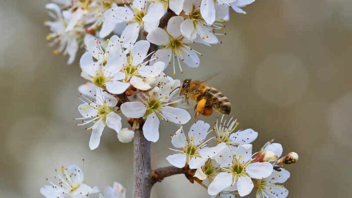 Scopri di più sull'articolo Il 20 maggio è la giornata mondiale delle api
