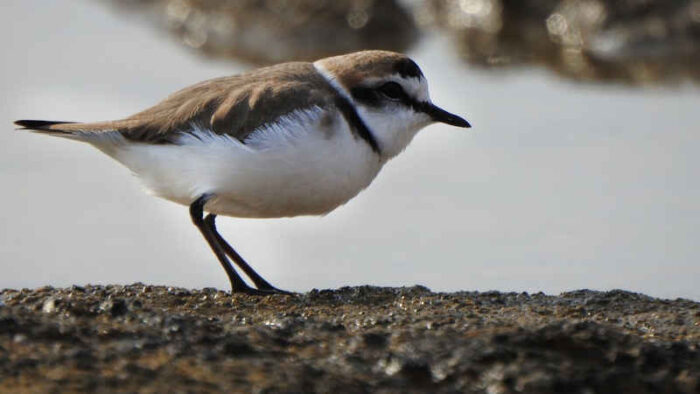 Scopri di più sull'articolo Rispetto dei nidi dei fratini di mare: custodi di una specie protetta