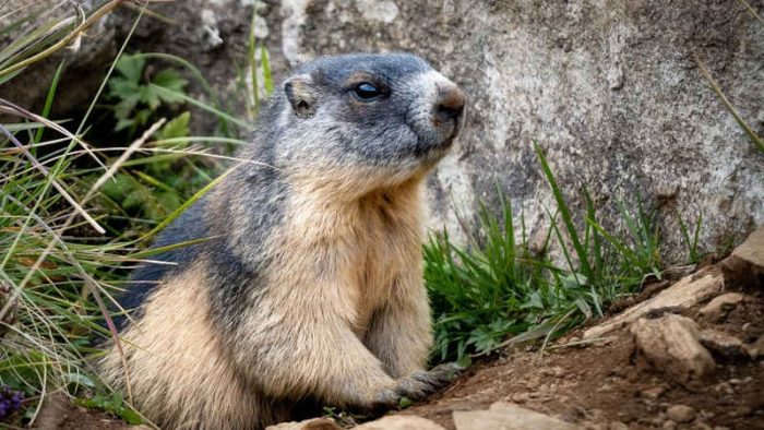 Perchè alcuni animali vanno in letargo