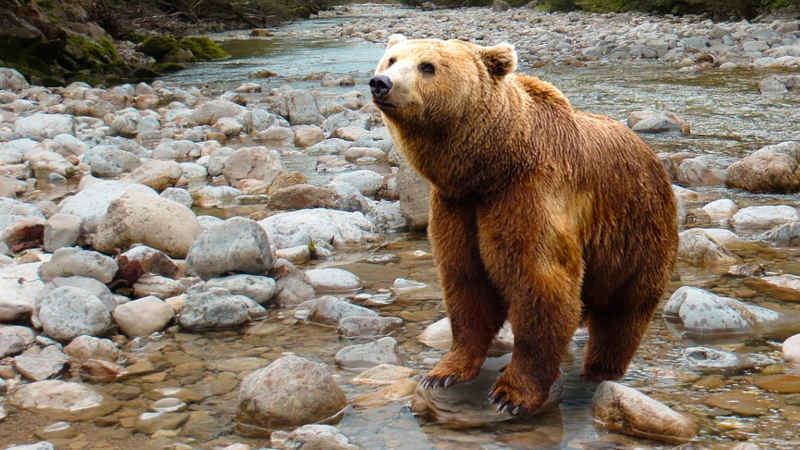 Scopri di più sull'articolo Gli orsi in Trentino: una storia di coesistenza e preoccupazione ambientale