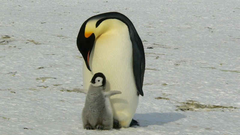 Scopri di più sull'articolo I pinguini dell’Antartide: eroi silenziosi di un ecosistema in pericolo