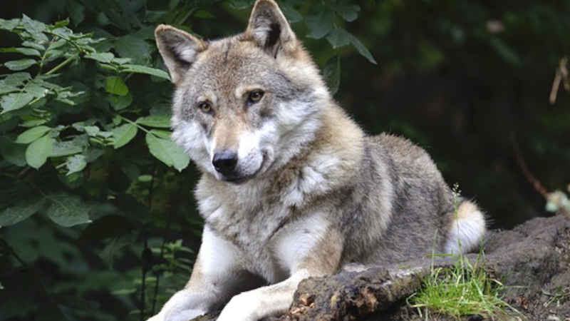 Scopri di più sull'articolo Il ritorno del lupo alle radici delle Alpi