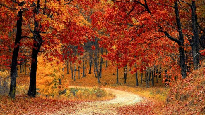 Scopri di più sull'articolo Come preparare al meglio gli alberi all’autunno