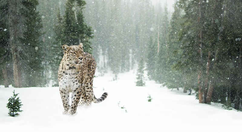 Scopri di più sull'articolo Incontro con l’elegante fantasma delle montagne: celebrando la giornata mondiale del leopardo delle nevi