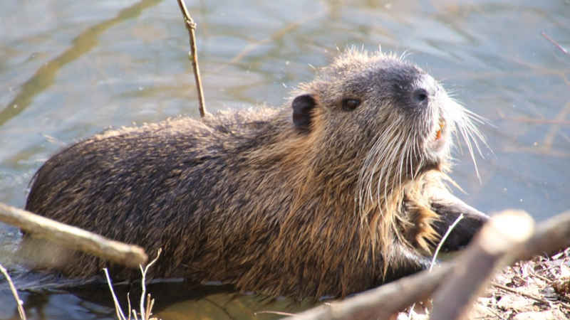 Scopri di più sull'articolo Il ritorno del castoro: una svolta ecologica nelle Alpi Occidentali