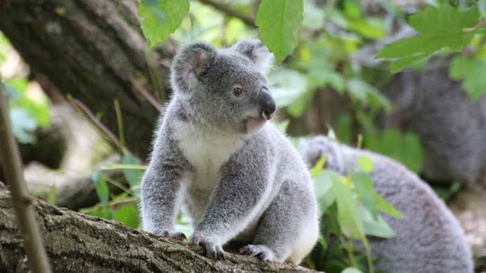 Scopri di più sull'articolo L’obiettivo Australia: rigenerare la vegetazione e salvaguardare i koala