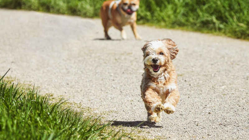 Scopri di più sull'articolo Articolo: L’importanza delle verdure per cani e gatti nella loro dieta