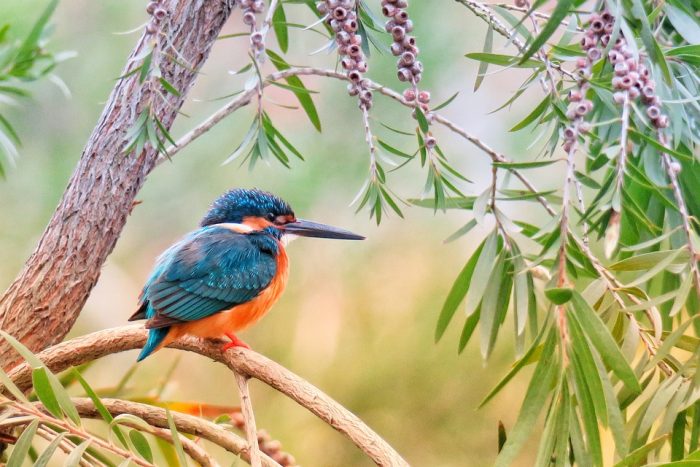 Scopri di più sull'articolo Giornata Mondiale della Fauna Selvatica: Celebriamo la bellezza e la biodiversità del nostro pianeta