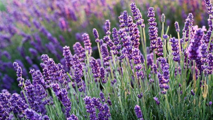 Scopri di più sull'articolo Fiori per le api: la lavanda