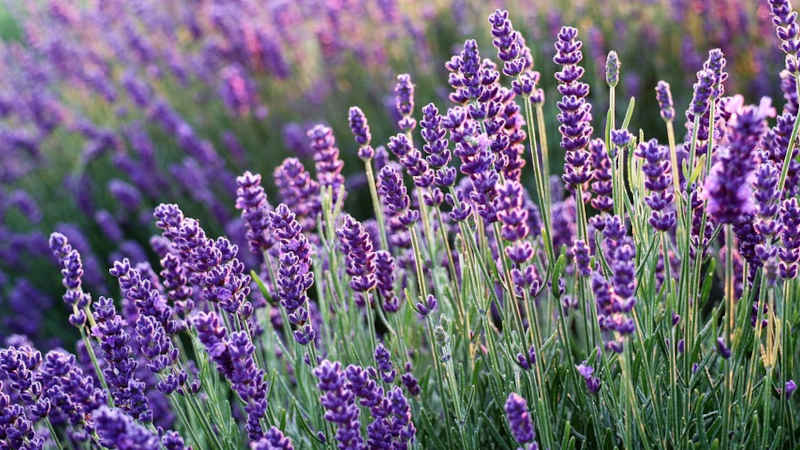 Scopri di più sull'articolo Fiori per le api: la lavanda