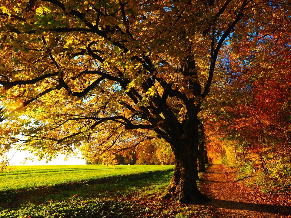 Scopri di più sull'articolo Benvenuto Autunno